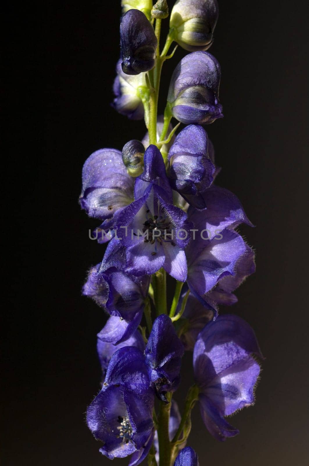 Eisenhut  Aconitium  Napellus