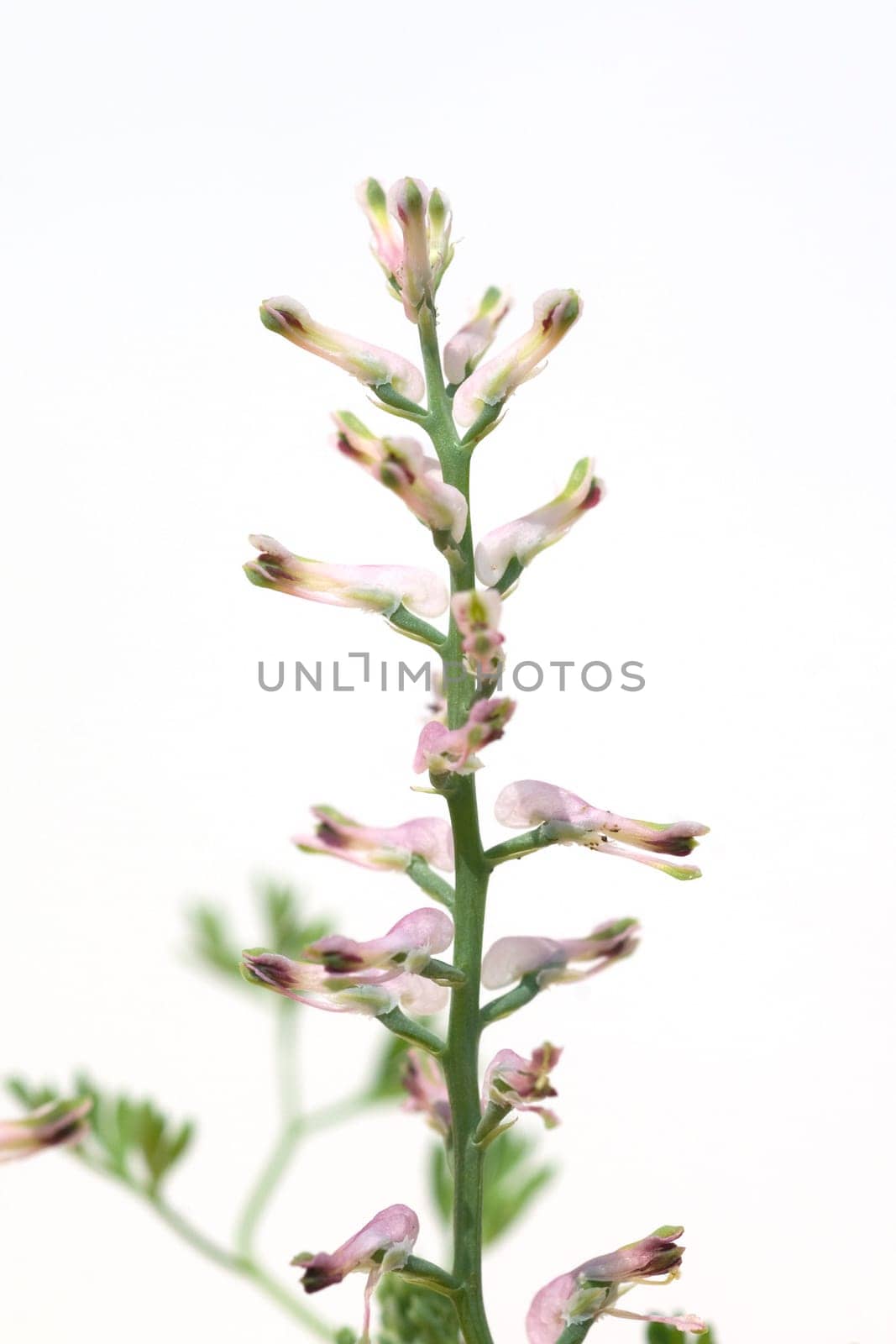 Erdrauch  Fumaria, Officinalis