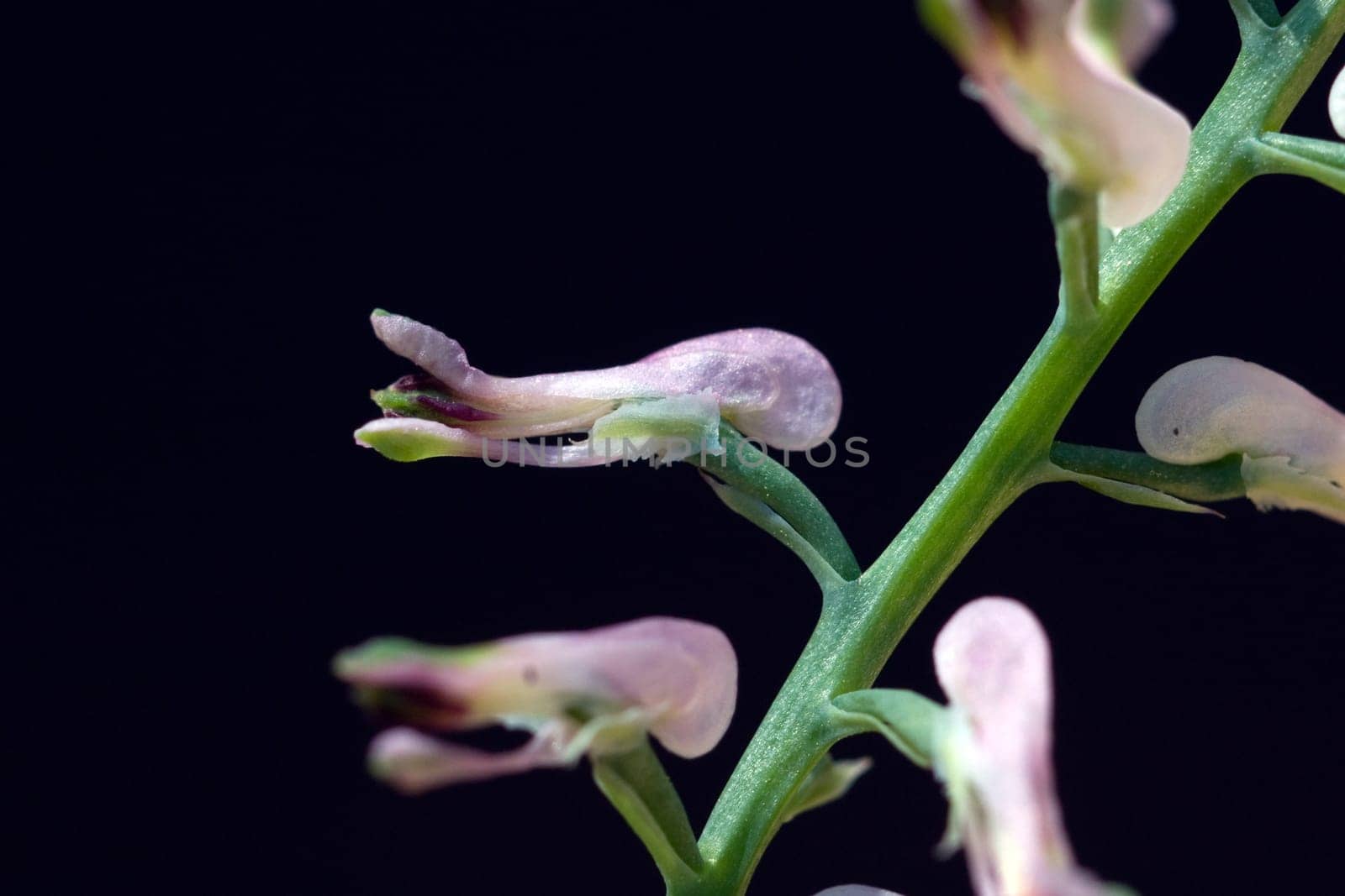 Erdrauch  Fumaria, Officinalis