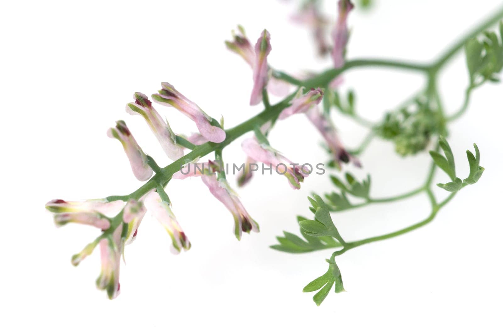 Erdrauch  Fumaria, Officinalis
