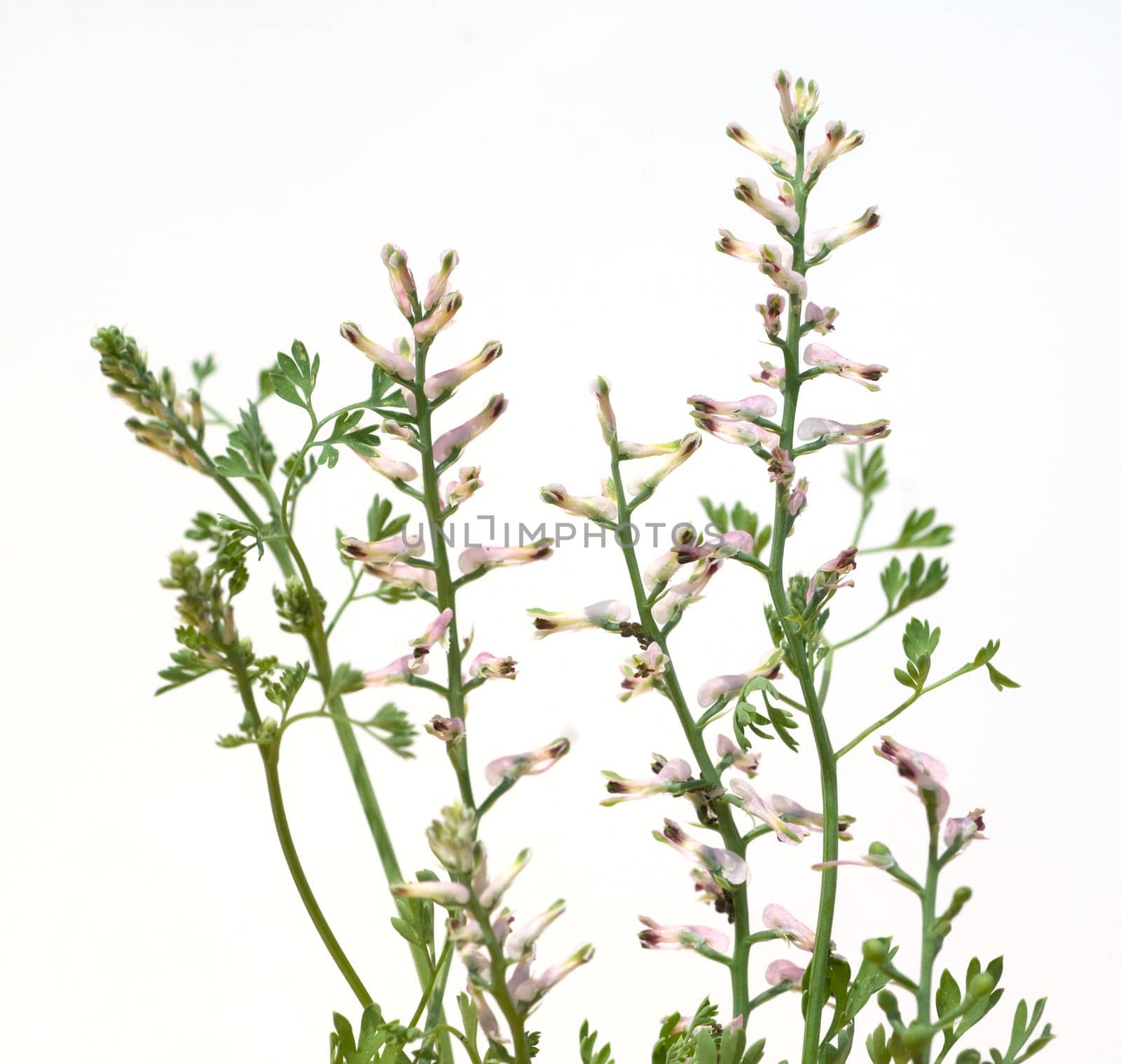 Erdrauch  Fumaria, Officinalis