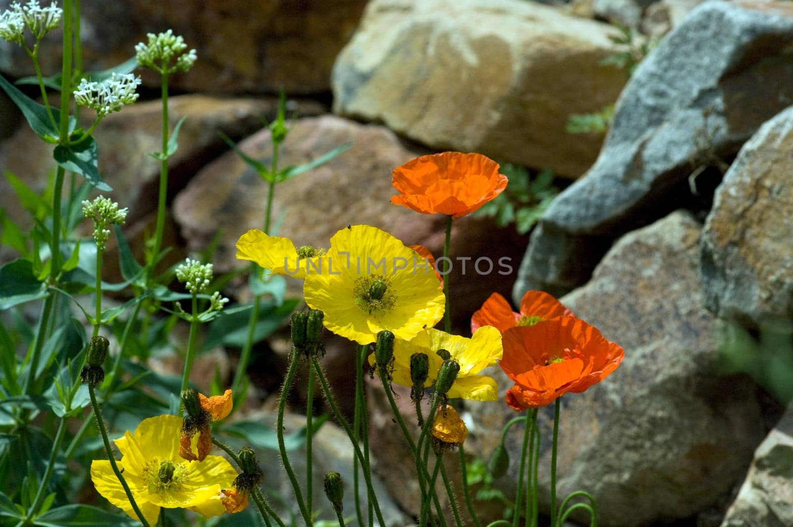 Islaendischer  Mohn  Papaver  nudicaule