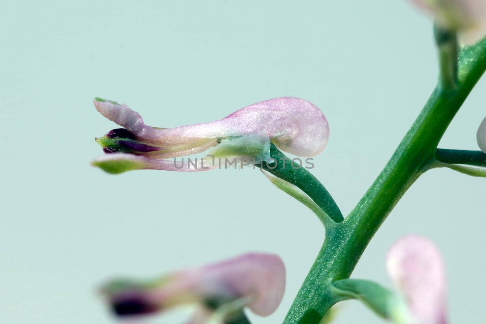 Erdrauch  Fumaria, Officinalis