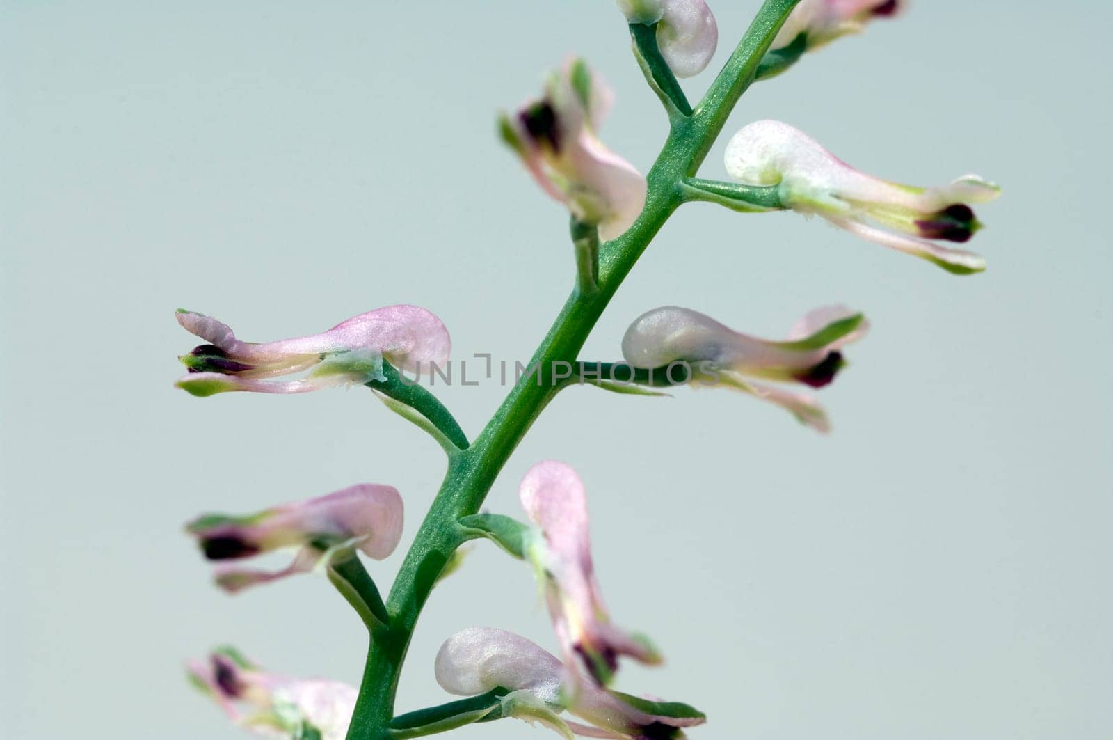 Erdrauch  Fumaria, Officinalis
