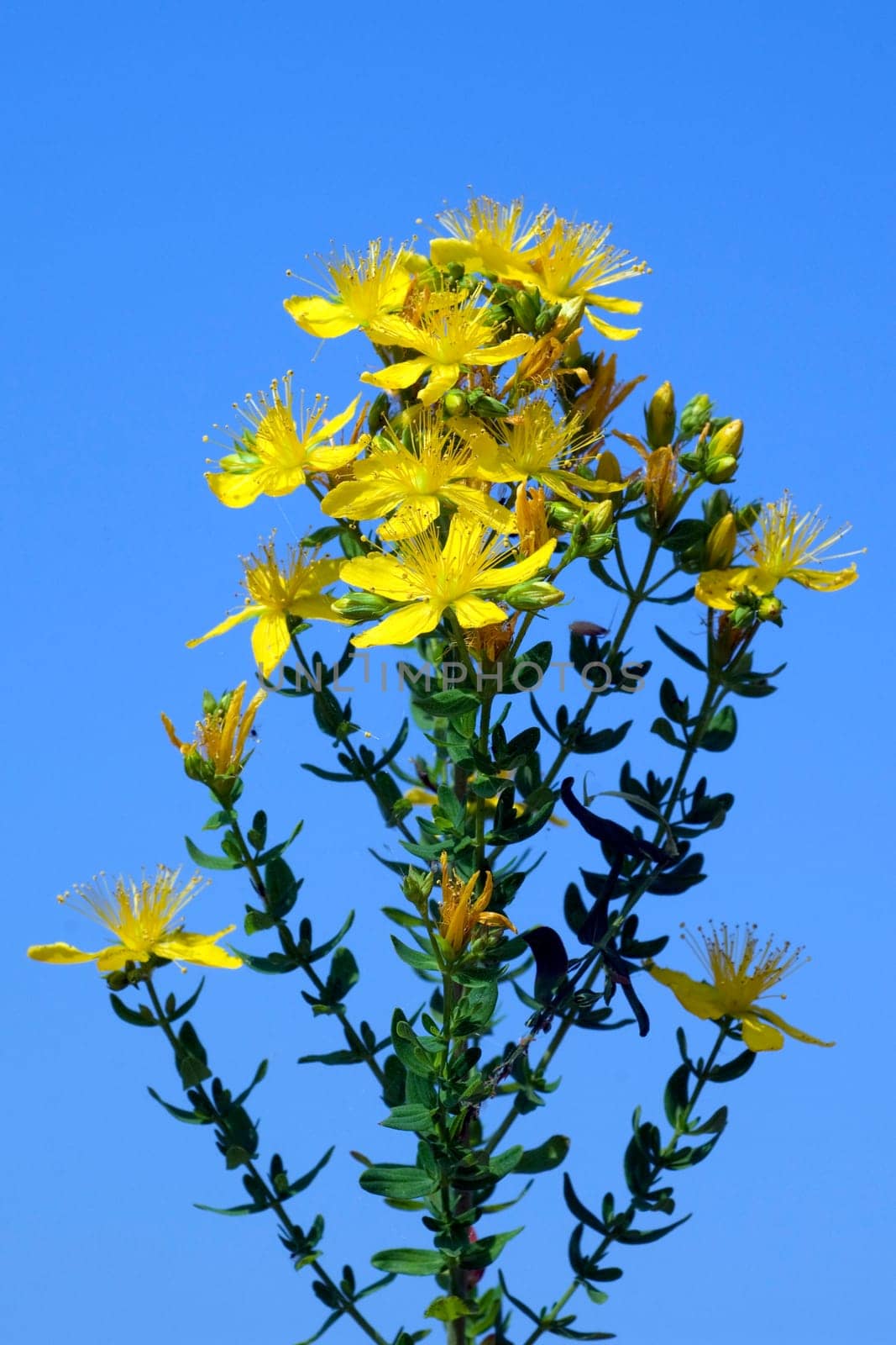 Johanniskraut, Hypericum, Perforatum, gelb
