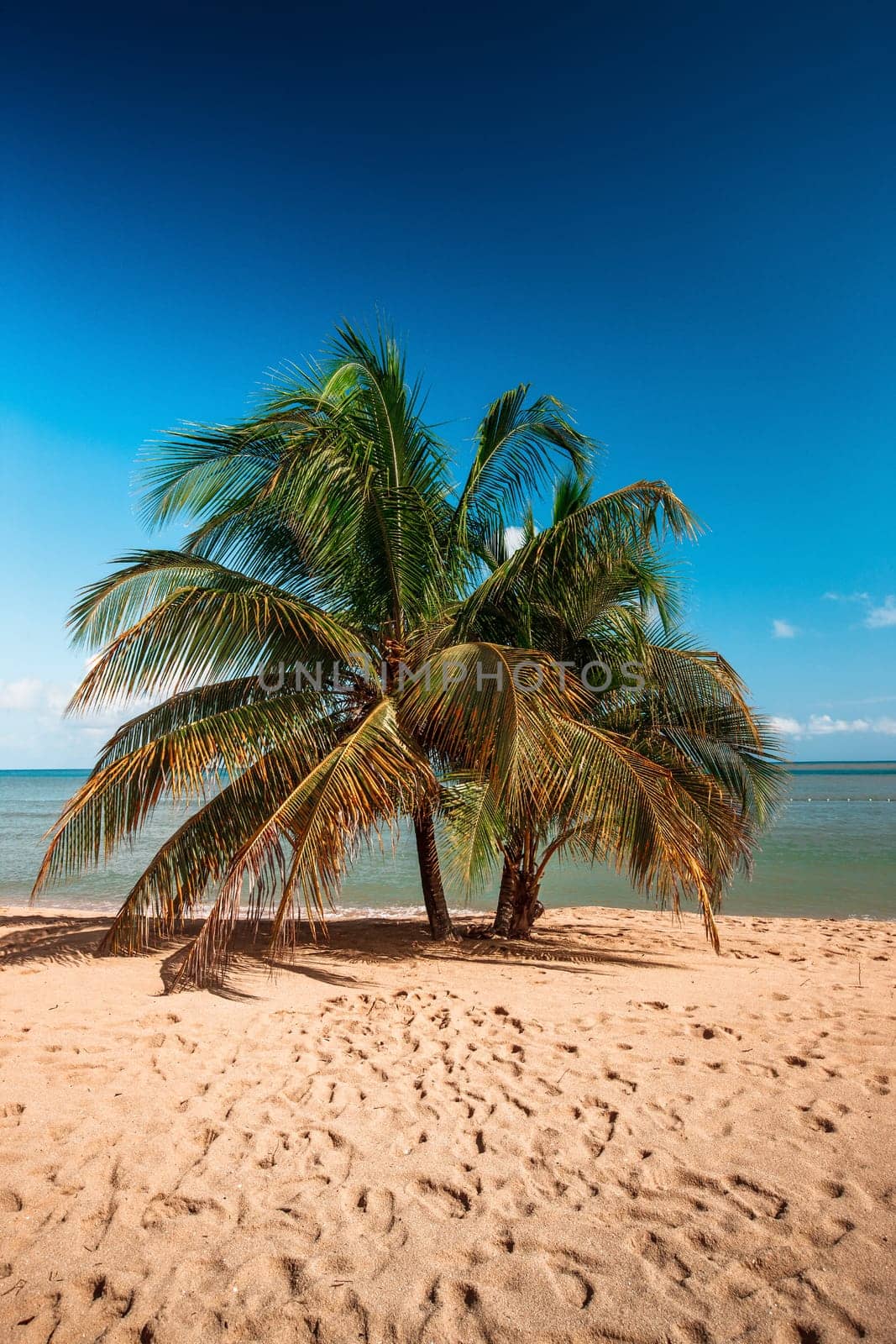 Beach on the tropical island. Clear blue water, sand and palms. Beautiful vacation spot.