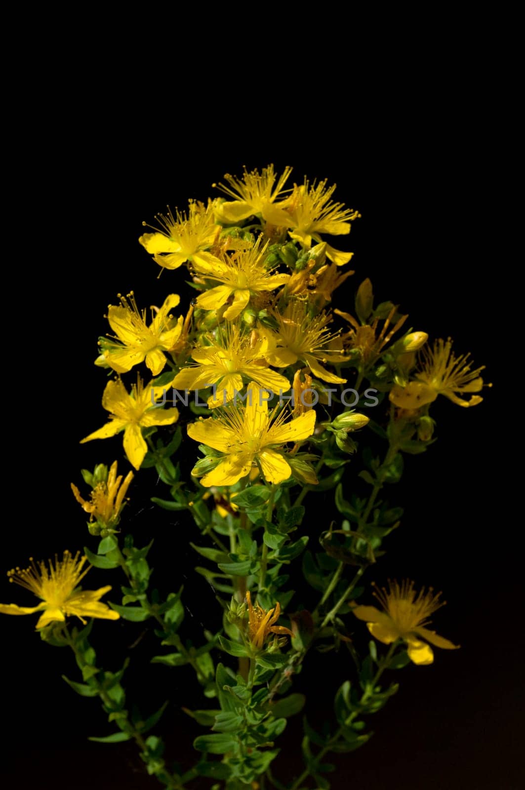 Johanniskraut, Hypericum, Perforatum, gelb