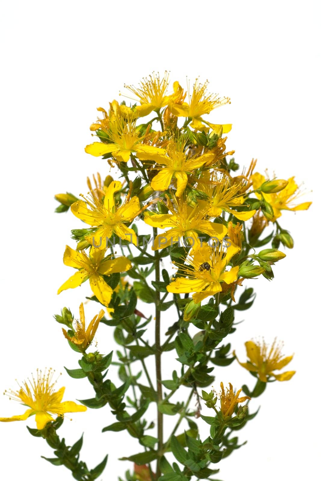 Johanniskraut, Hypericum, Perforatum, gelb