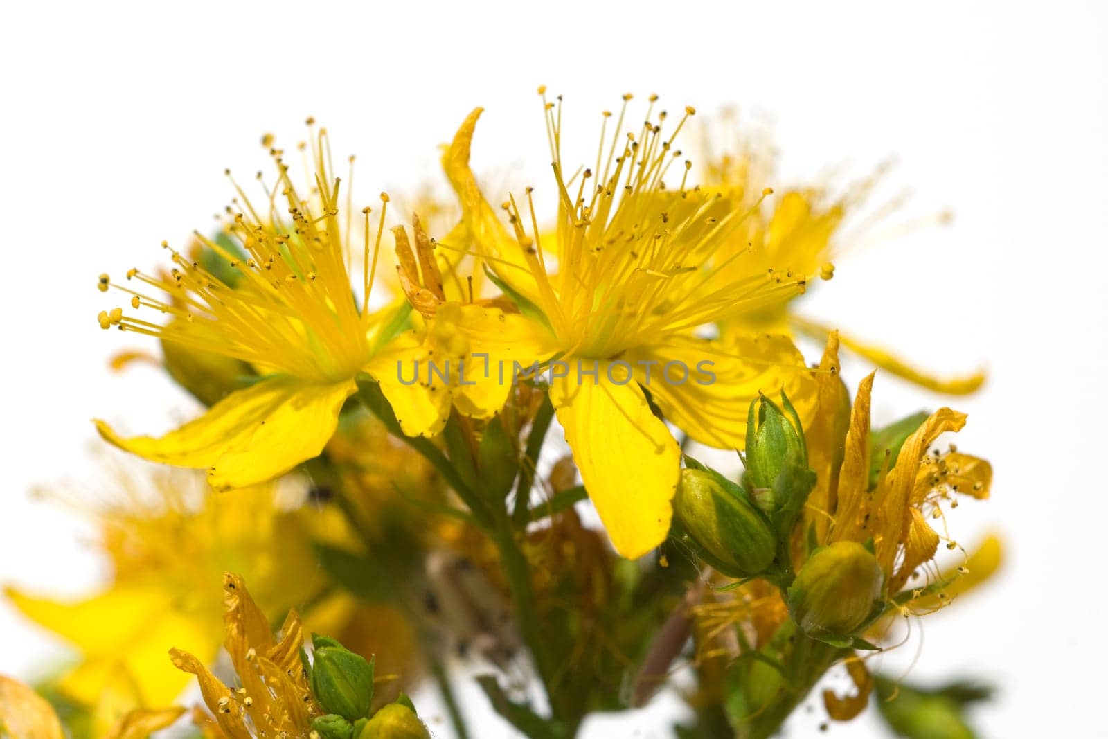 Johanniskraut, Hypericum, Perforatum, gelb
