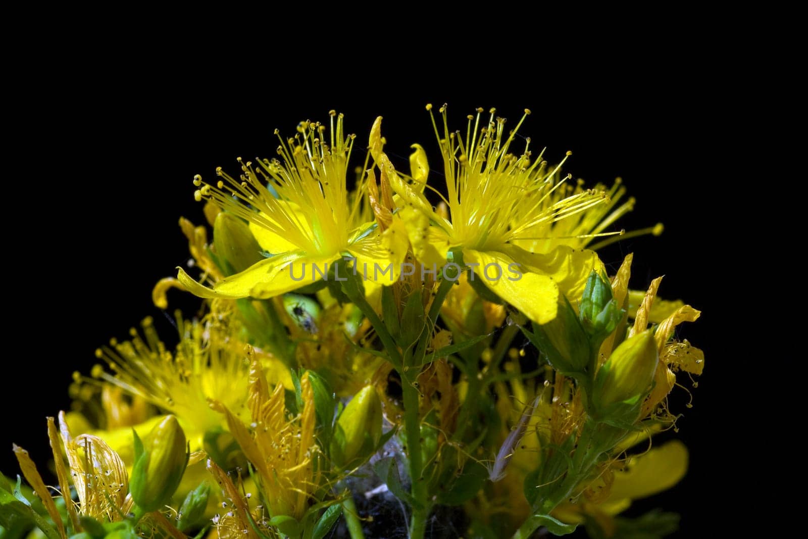 Johanniskraut, Hypericum, Perforatum, gelb