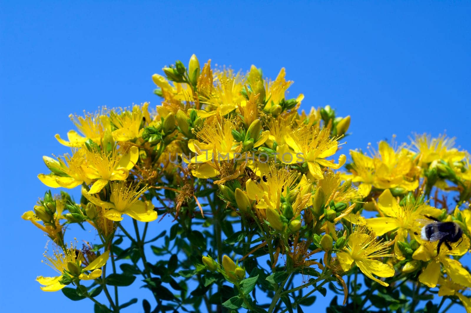 Johanniskraut, Hypericum, Perforatum, gelb