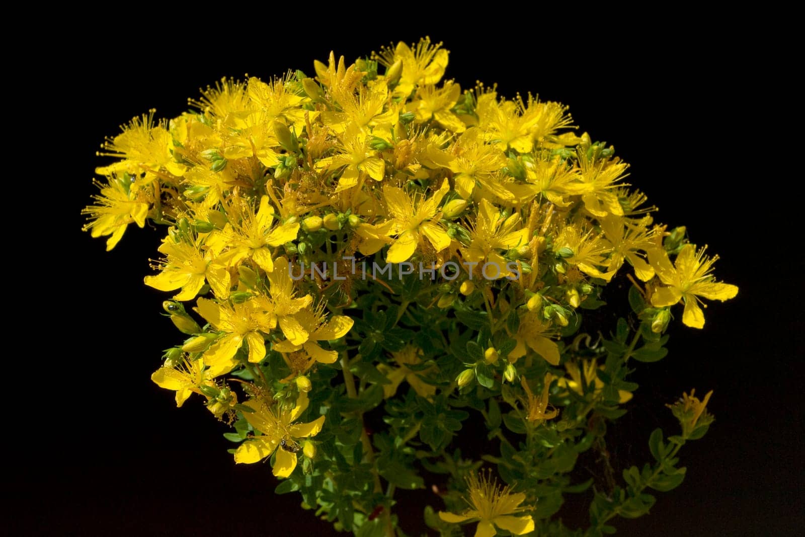 Johanniskraut, Hypericum, Perforatum, gelb