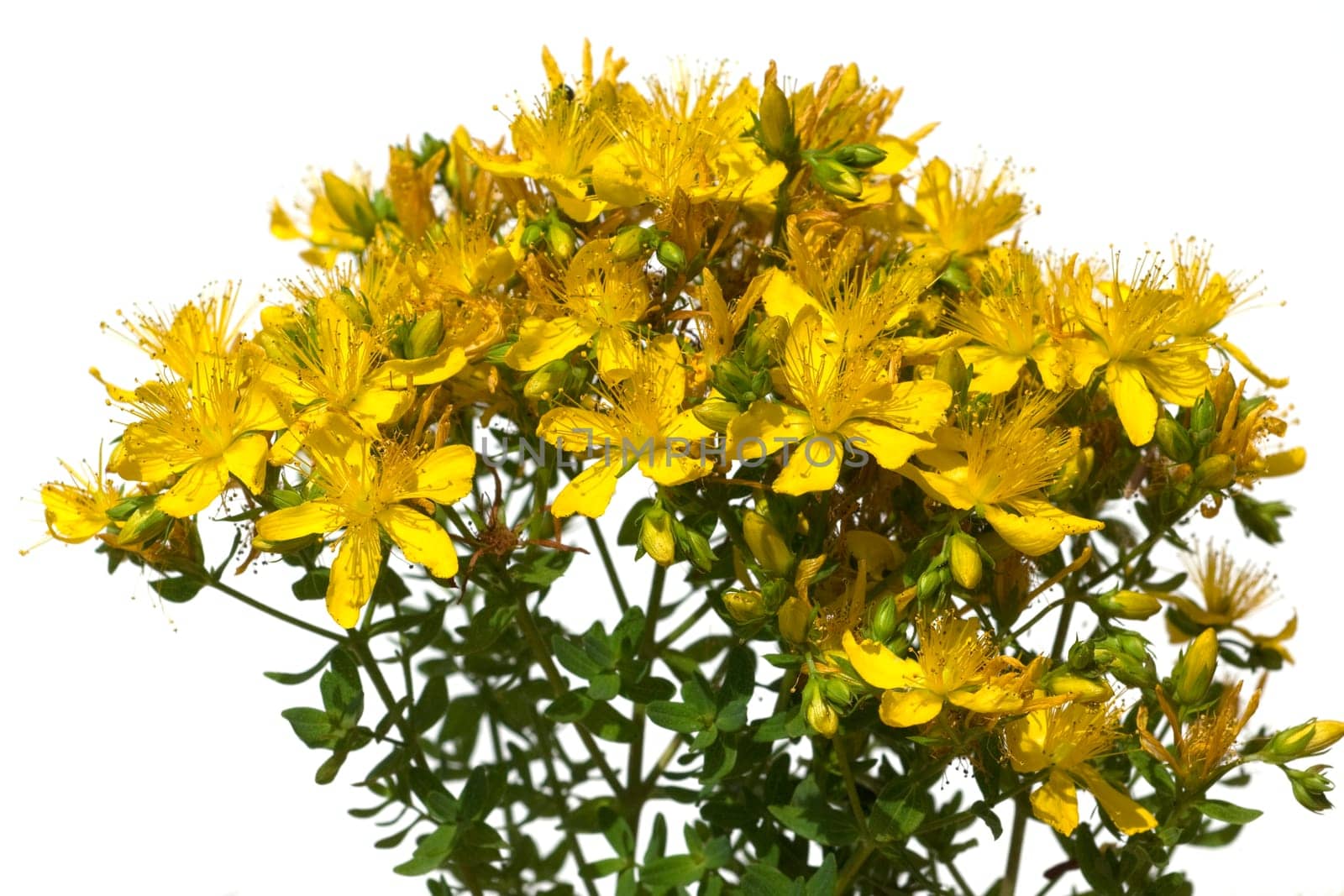 Johanniskraut, Hypericum, Perforatum, gelb