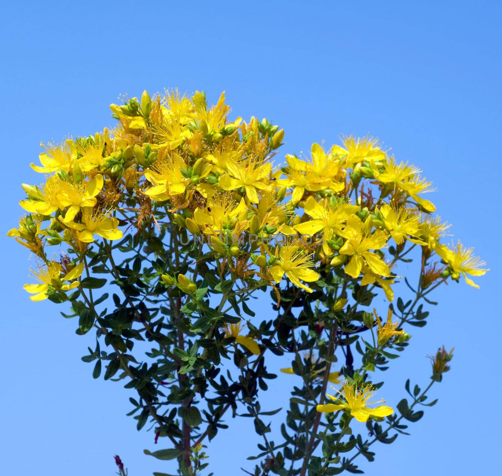 Johanniskraut, Hypericum, Perforatum, gelb