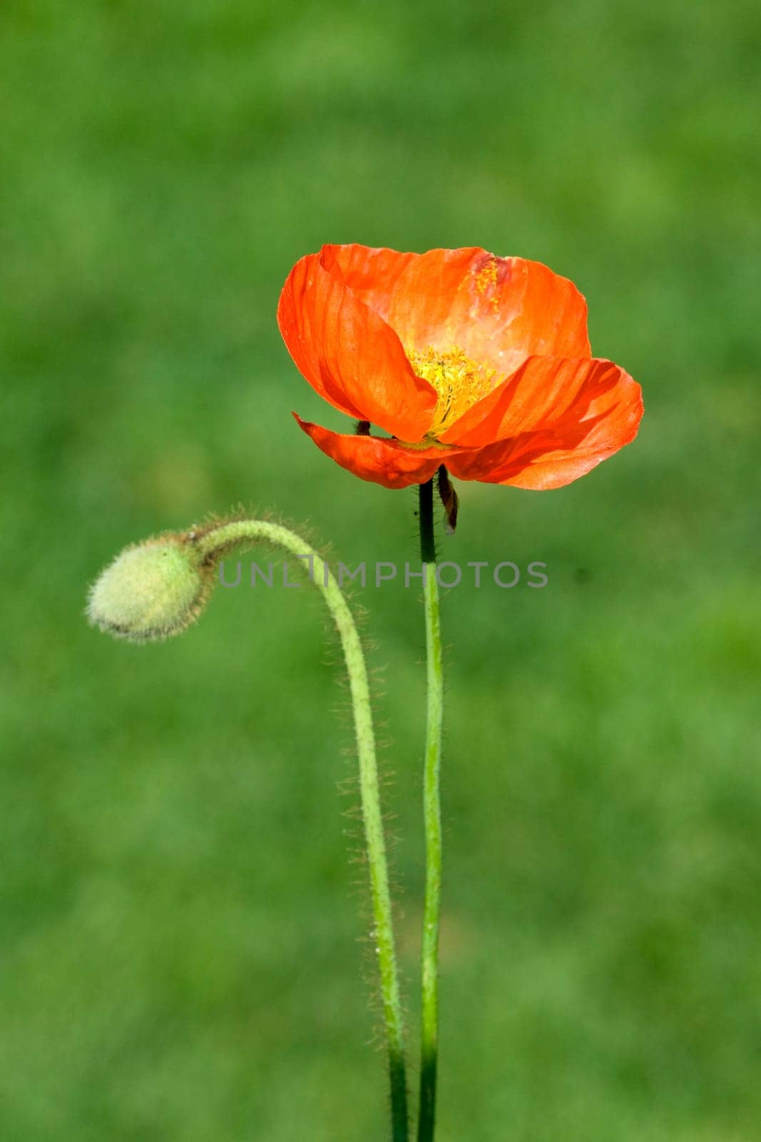 Klatschmohn  Papaver, rhoeas  Ackerpflanzen