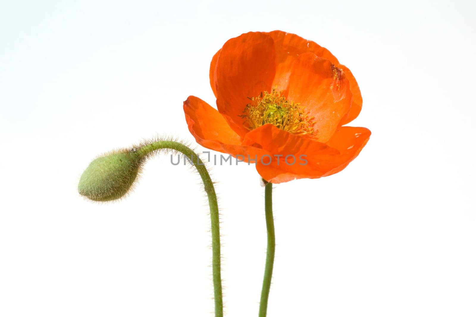 Klatschmohn  Papaver, rhoeas  Ackerpflanzen