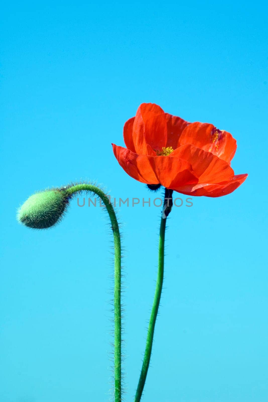 Klatschmohn  Papaver, rhoeas  Ackerpflanzen
