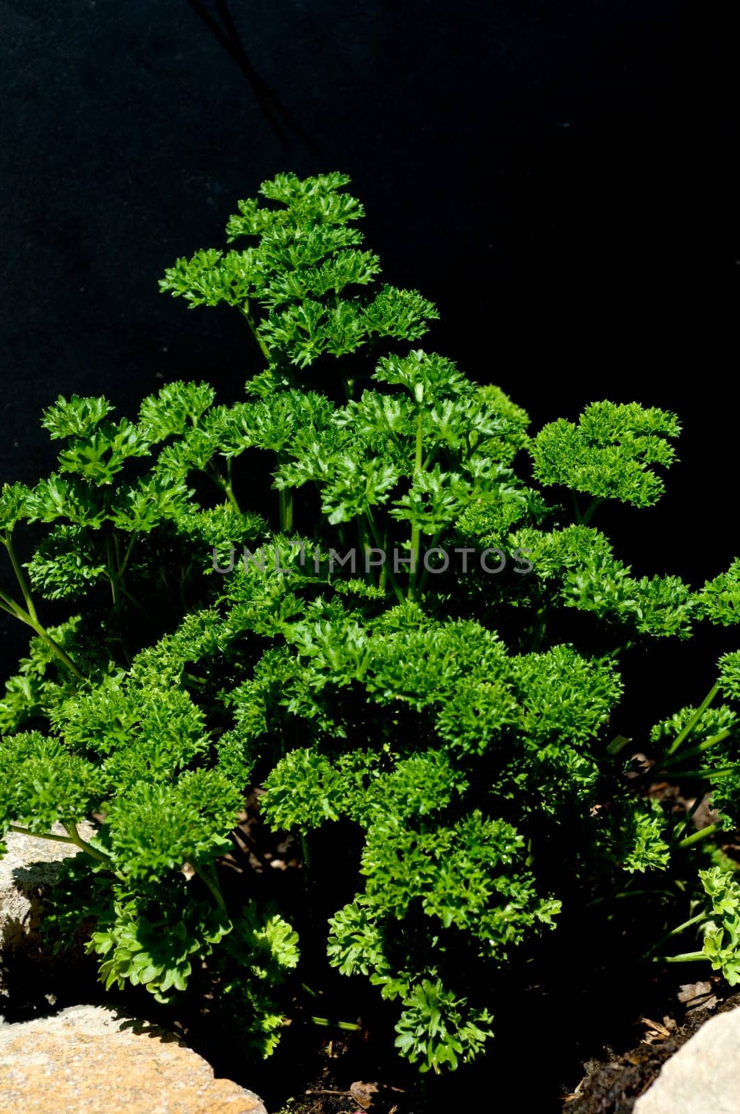 Petersilie  Petroselinum  Crispum  Krause  Heilpflanze  Kraeuter  Kuechenkraeuter