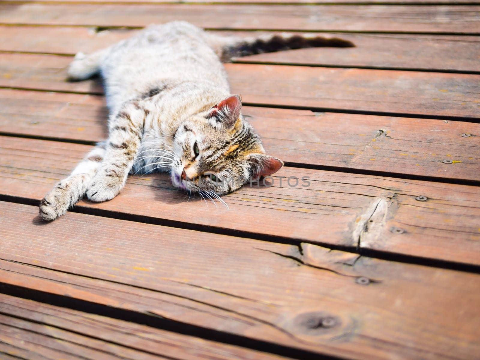 Tabby cat relaxing on a wood, whole body, bright colours