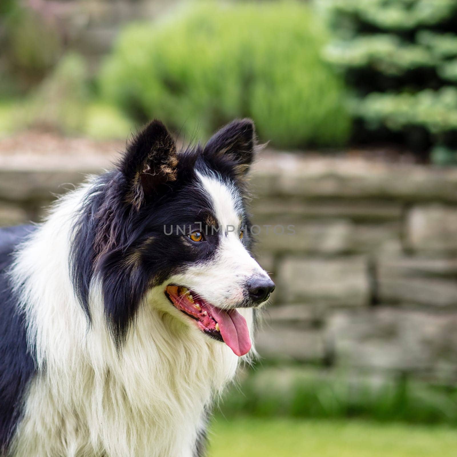 Dog, border collie, happy, portrait outdoors in the garden