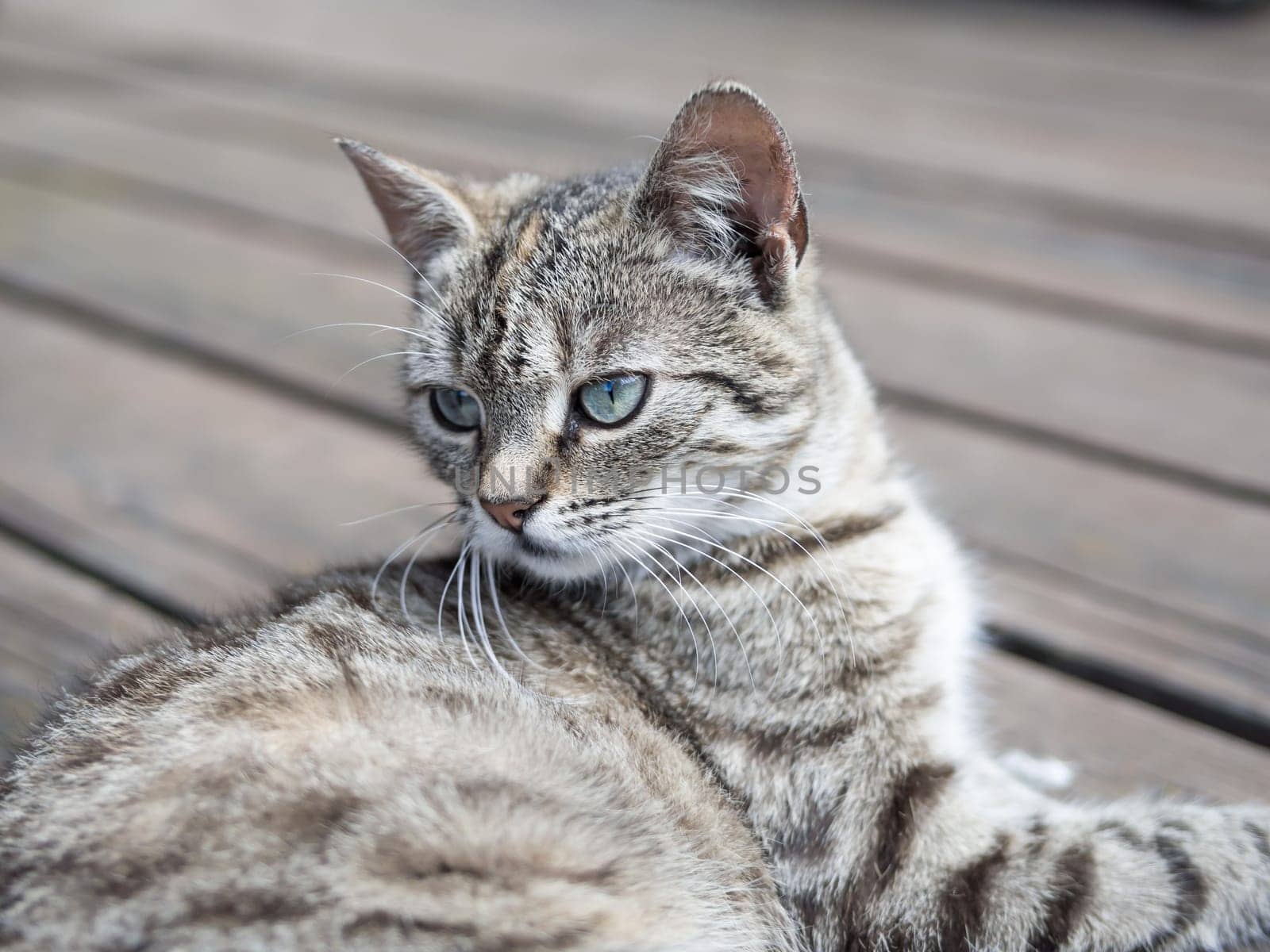 Cat lying on o wood watching soft colours