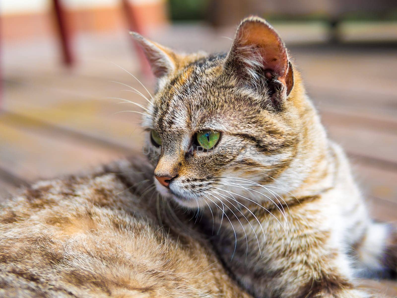 Cat lying on a wood and watching bright colours