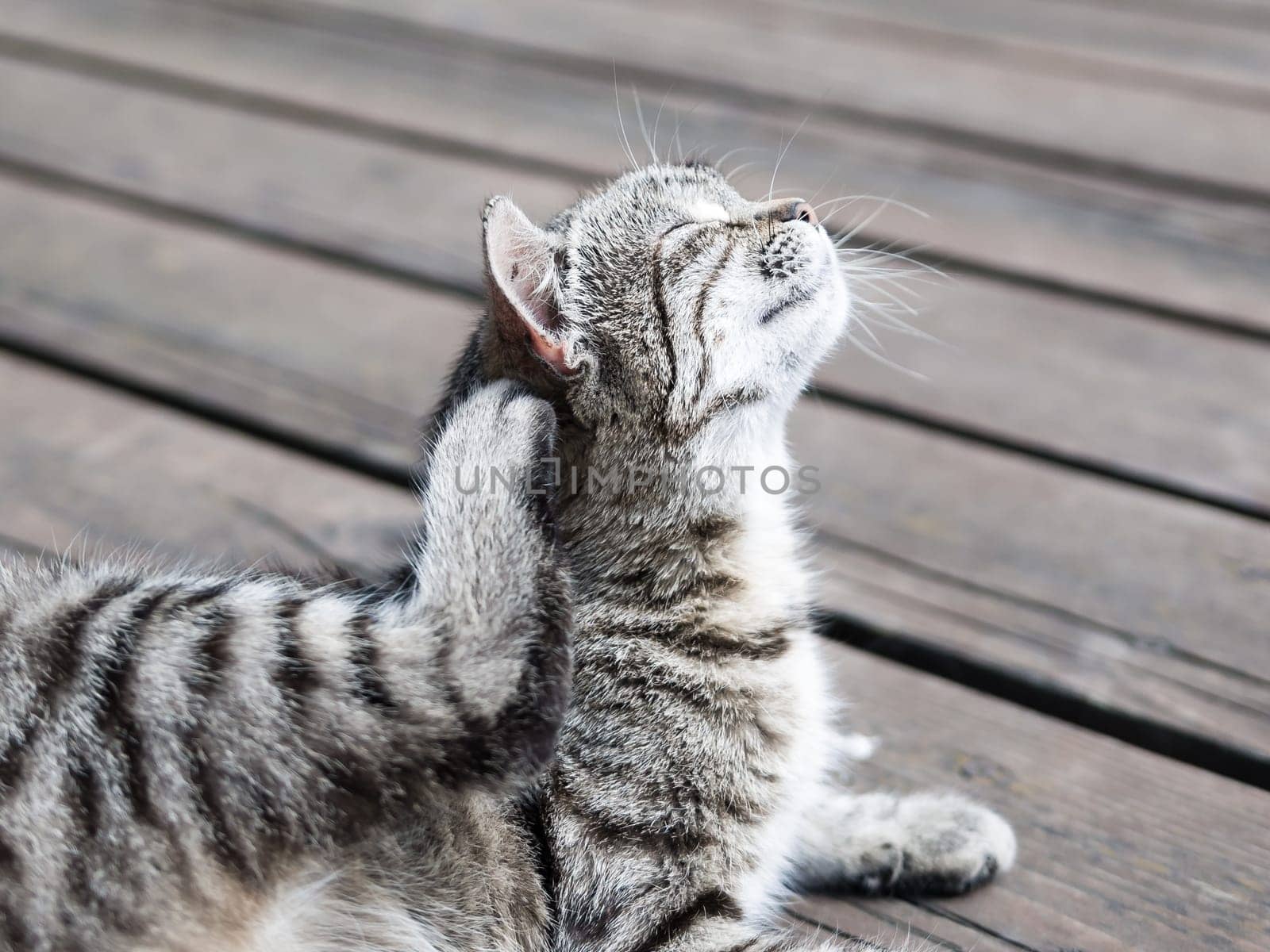 Cat enjoying scratching itself lying on a wood in soft colours