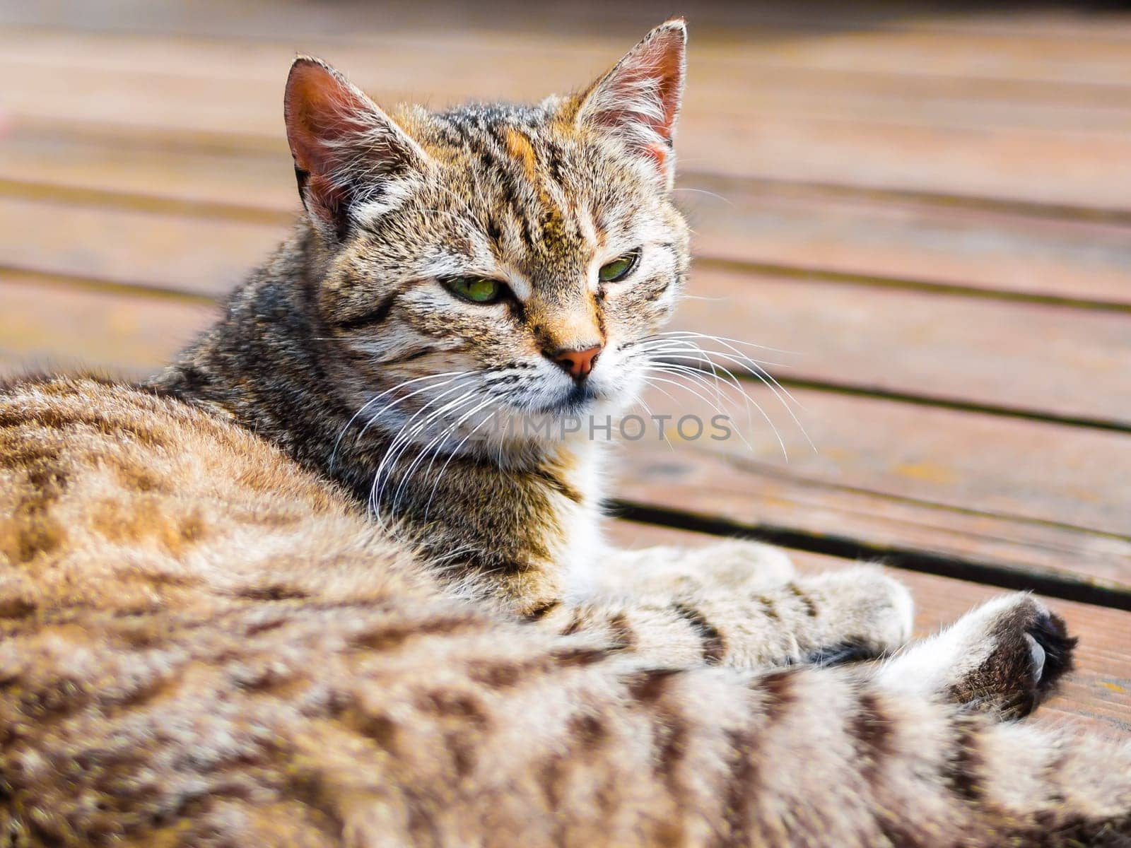 Tabby cat lying on a wood and watching, portrait, bright colours