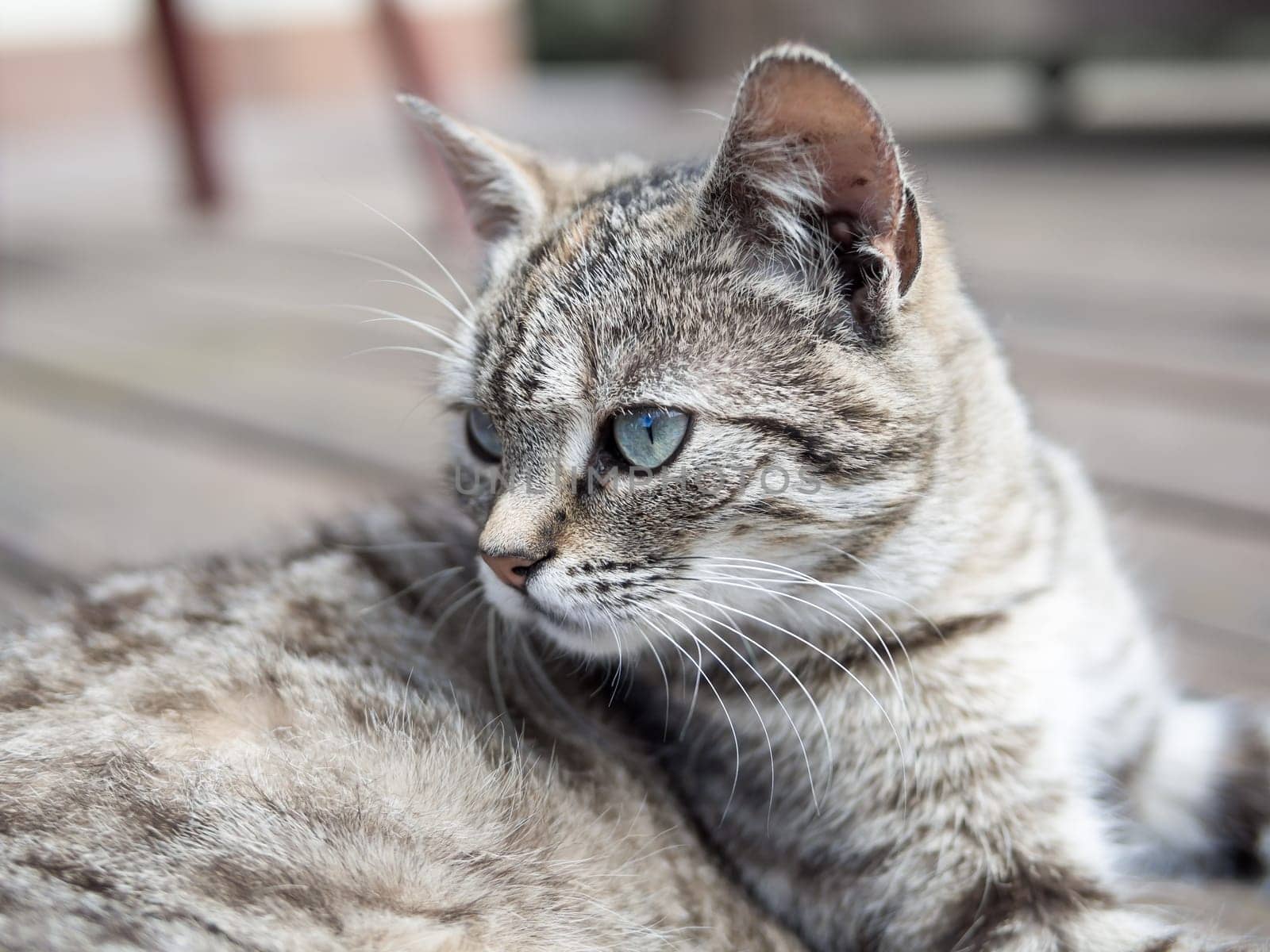 Cat lying on a wood and watching soft colours