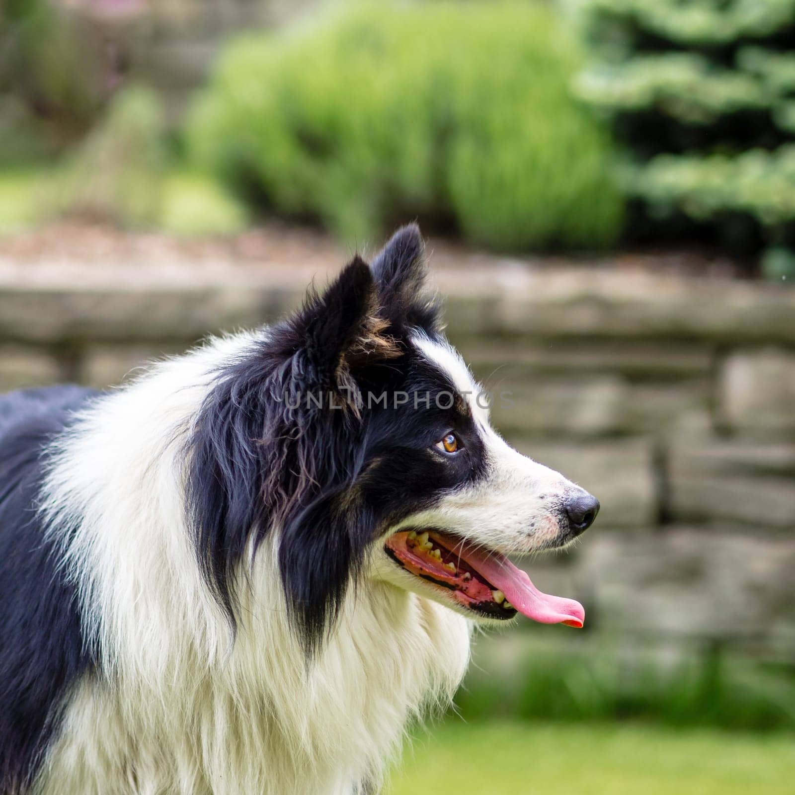 Dog, border collie, happy, portrait outdoors in the garden