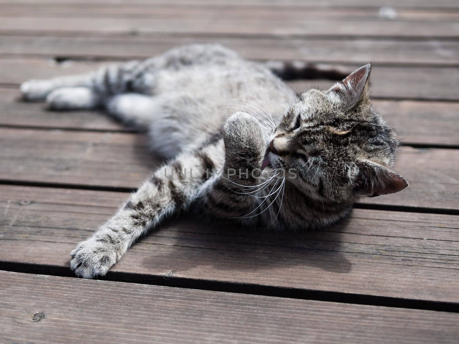 Tabby cat licking itself, whole body, outdoors