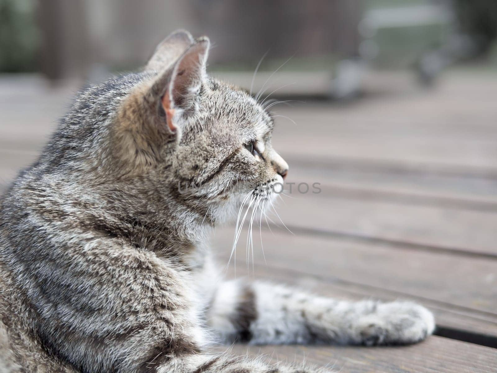 Cat lying profile on a wood soft colours