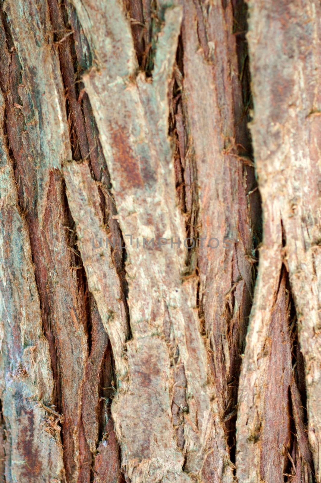 The close-up of the bark and bark of a tree of life.