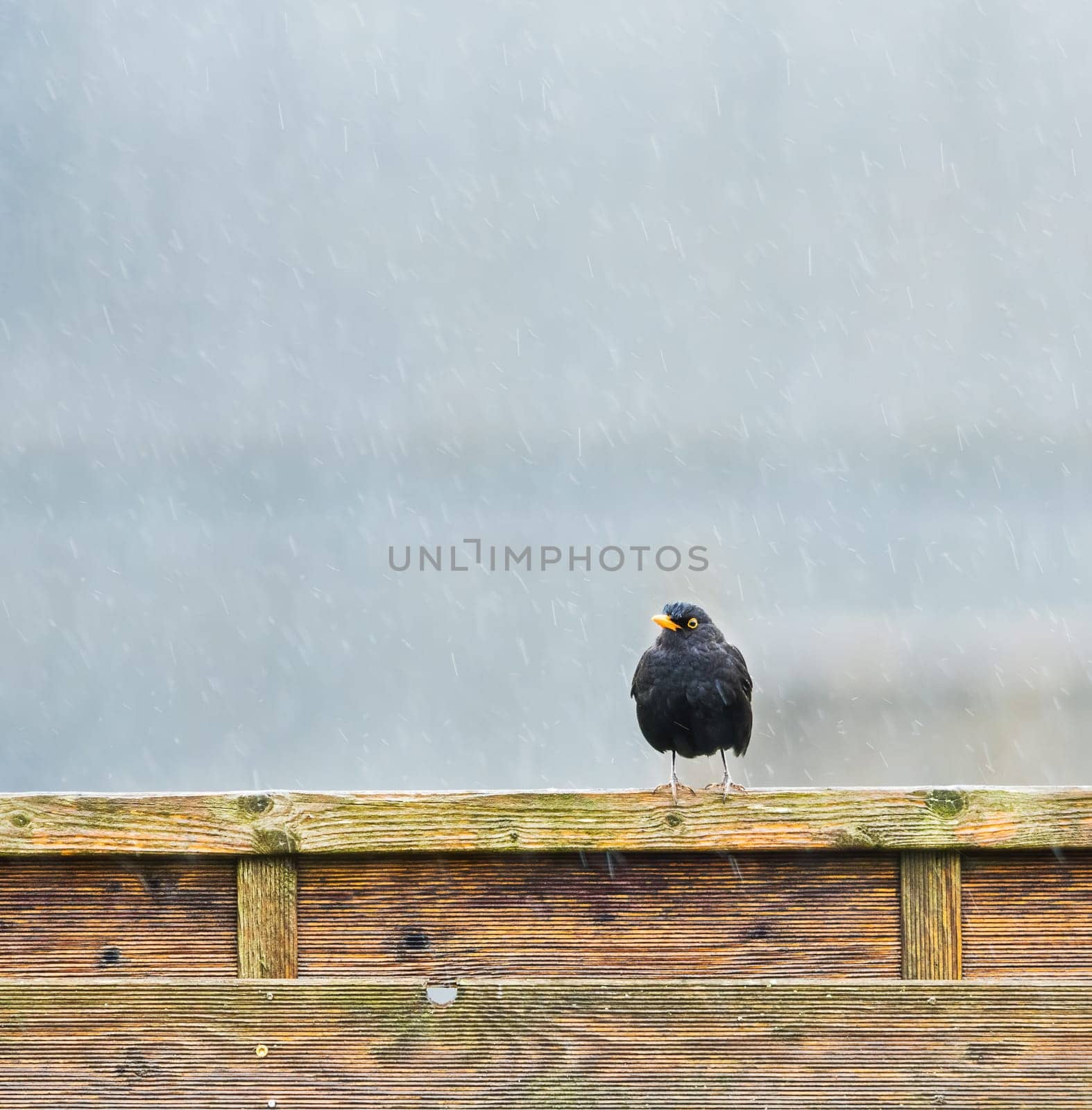 A Blackbird (Turdus merula) perched on a post in the rain.