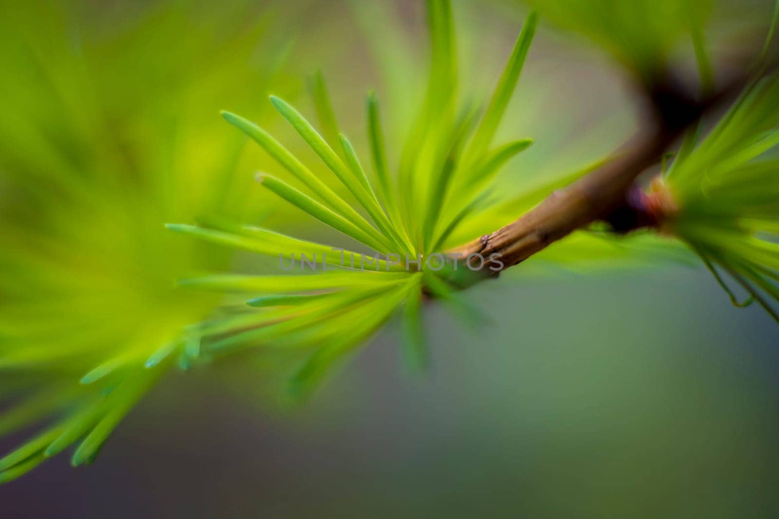 Closeup shot of Larix × eurolepis or larch tree with green needles during springtime. Macro shot with selective focus.