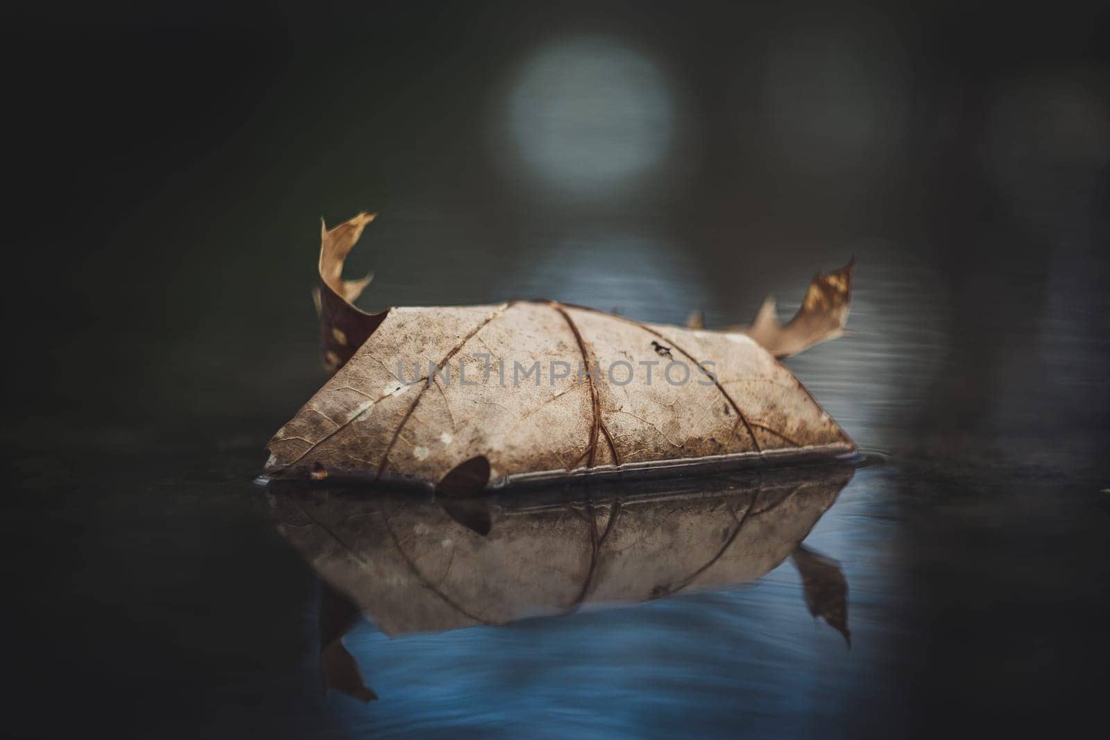 Vertical closeup shot of Autumn leaf in quiet water with reflections and blurry background. Beauty in nature.