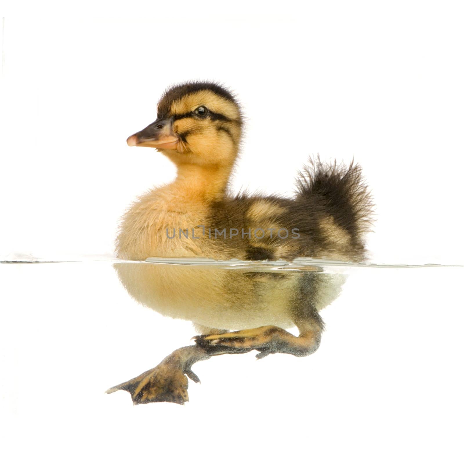 Duckling floating on water in front of a white background
