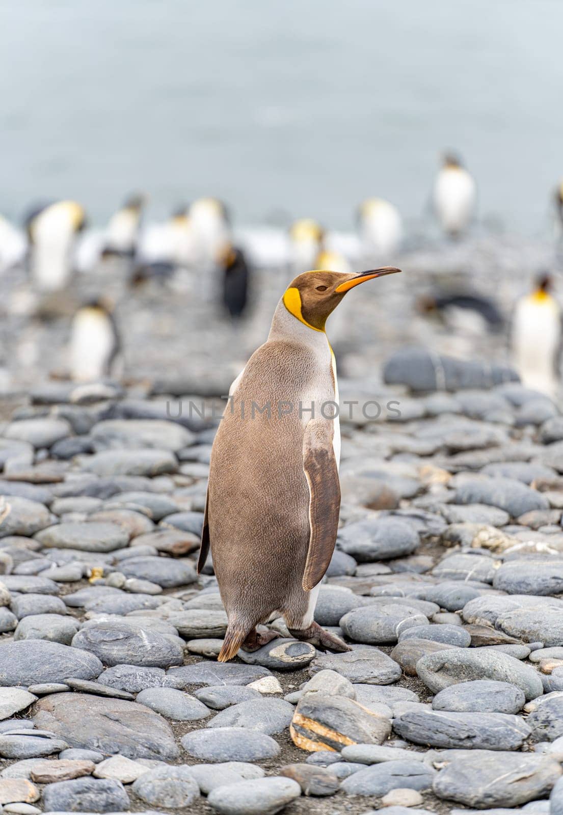 Rare sight: Light brown king penguins with melanism on South Georgia. A genetic mutation causes unusual brown plumage colouration.