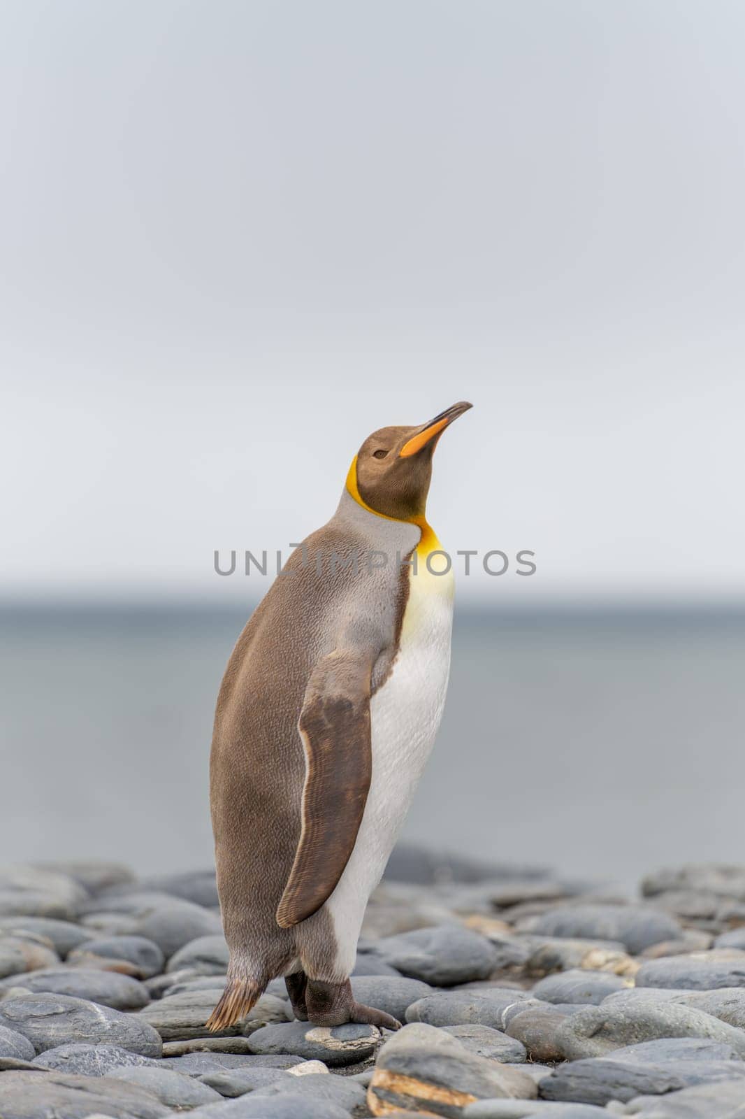 Rare sight: Light brown king penguins with melanism on South Georgia. A genetic mutation causes unusual brown plumage colouration.