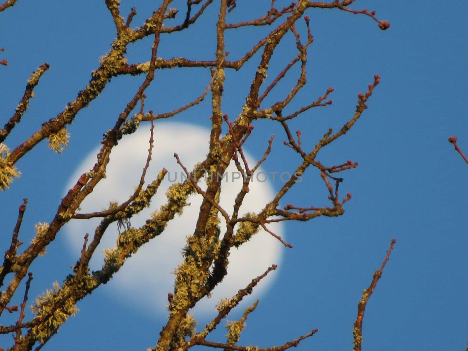 beautiful moon behind leaf tree takes out branch