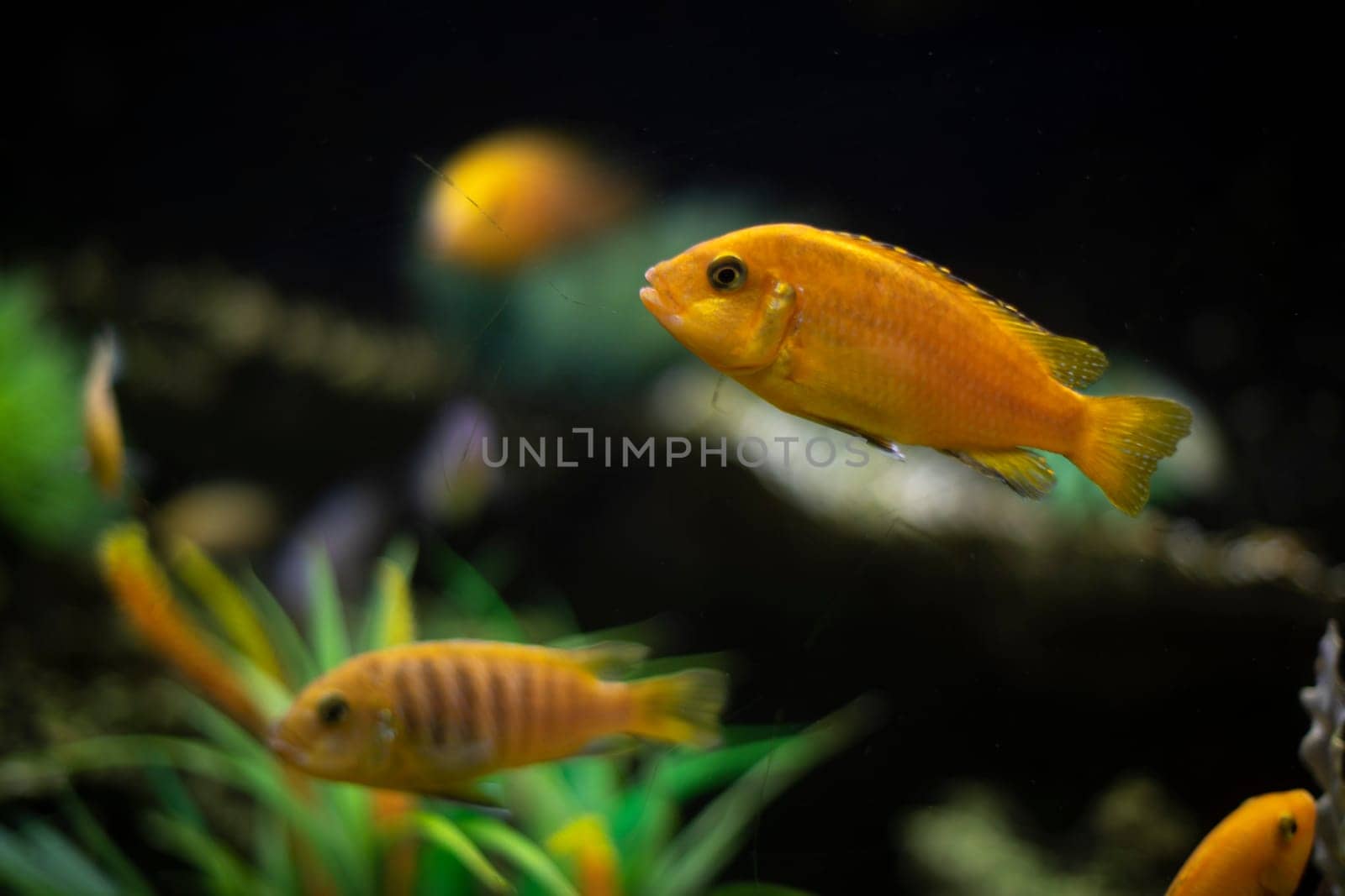 Goldfish in water. Flora and fauna in aquarium. Fish swim in sea. Calm pets.