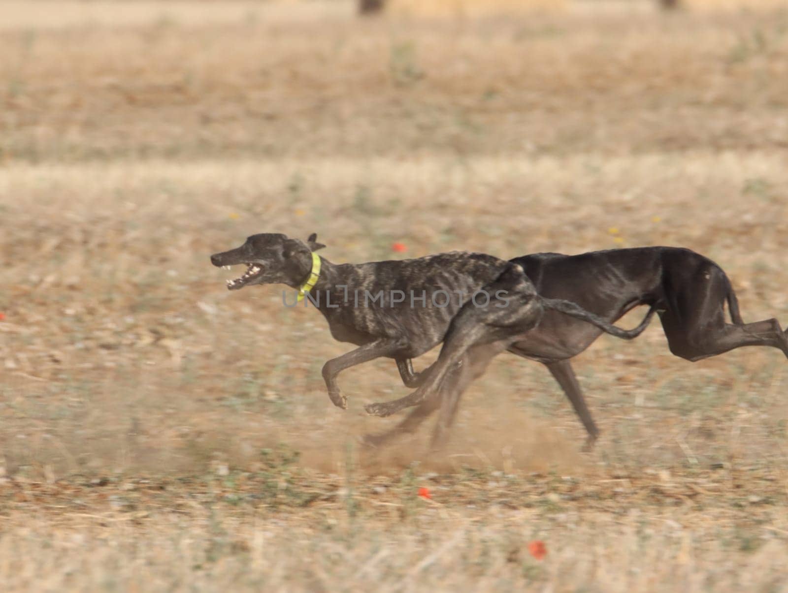 greyhound race fast dog domestic animal field hare hunting
