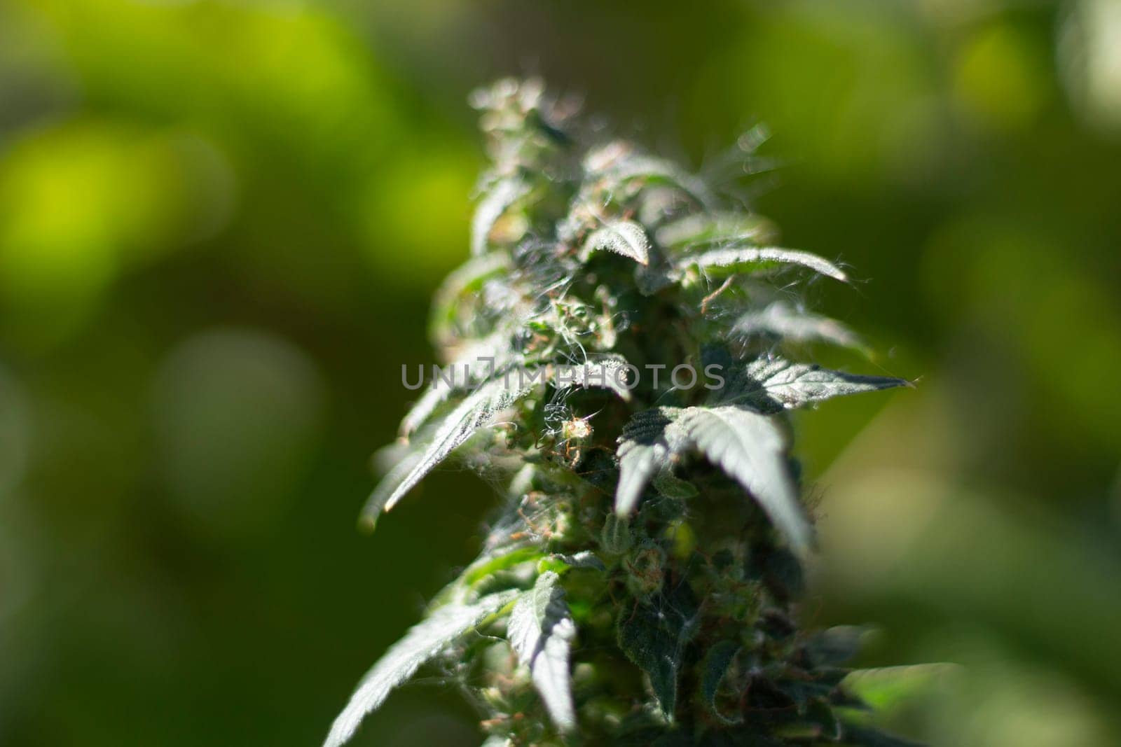 Marijuana grows in field. Cannabis plant. Drugs are harmful to health. Hemp leaves in nature.
