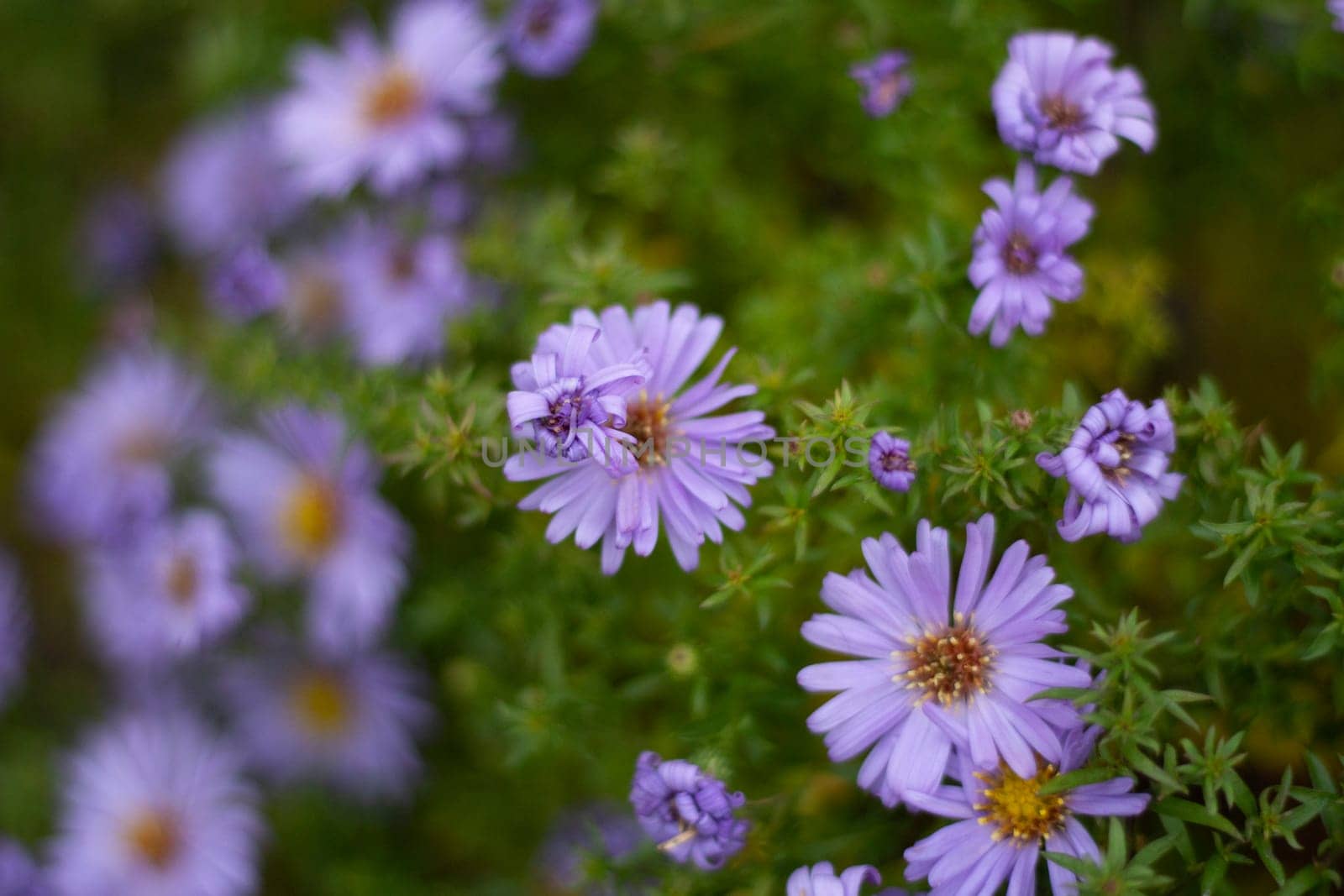 Purple flowers. Garden plants. Petals in small flowers. Beautiful color. Small garden.