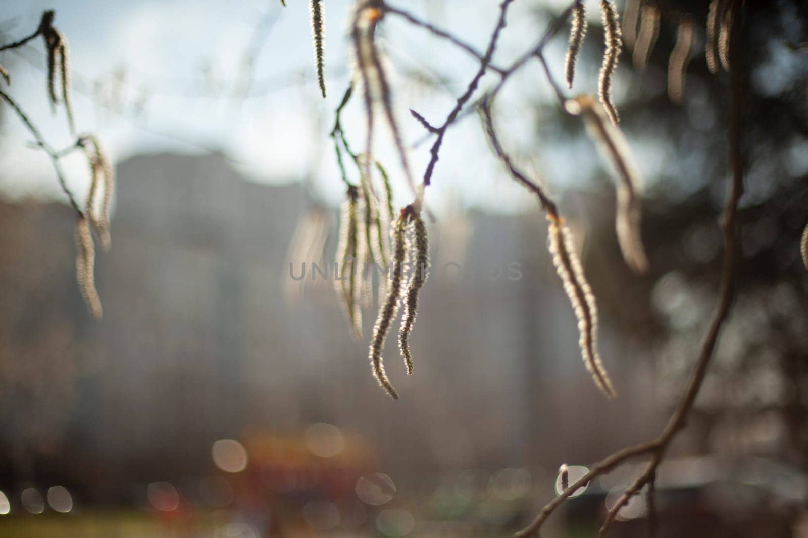 Tree branches in spring. First buds on branches. Details of nature. Warm day.