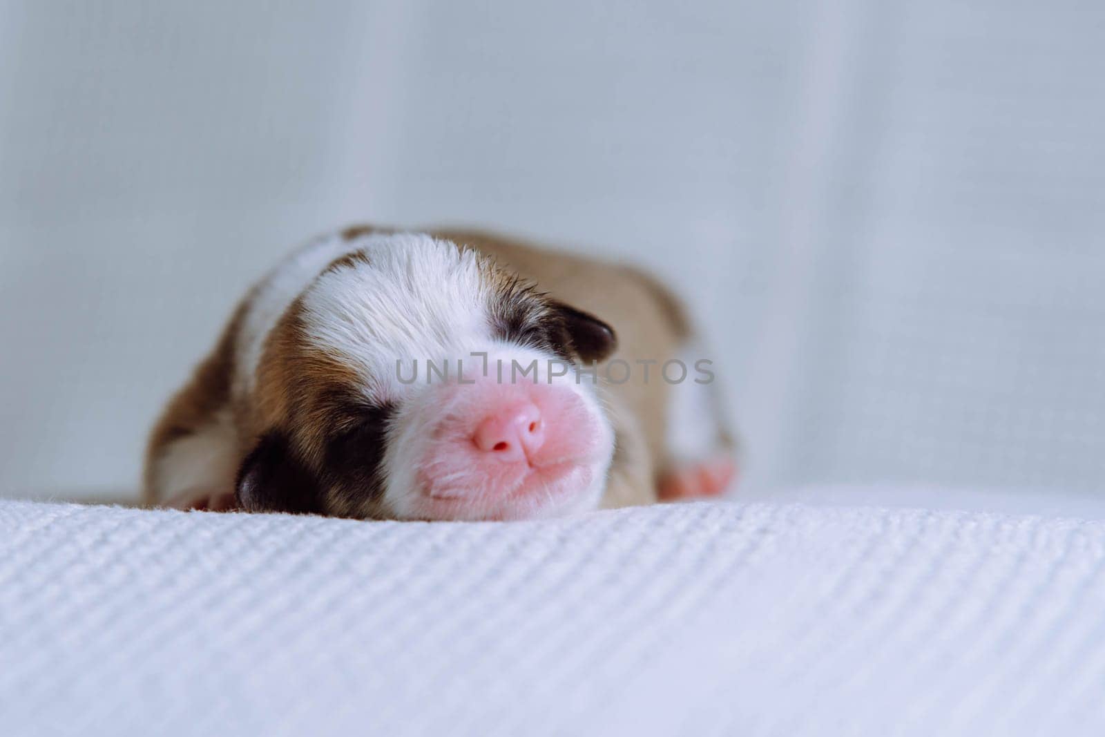 Close-up of well-fed two-month-old puppy of dog pembroke welsh corgi sleeping relaxing lying on white cotton plaid on white background. Pet love, pet care, dog breeding, veterinary clinic. Studio.