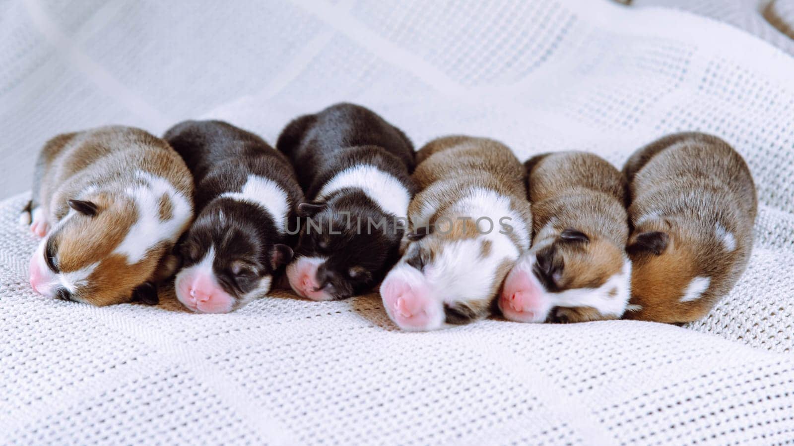 Portrait of six lovable two-month-old puppies of dog pembroke welsh corgi napping sleeping lying in row on white cotton plaid. Pet love, pet care, dog breeding, veterinary clinic. Studio, soft focus.