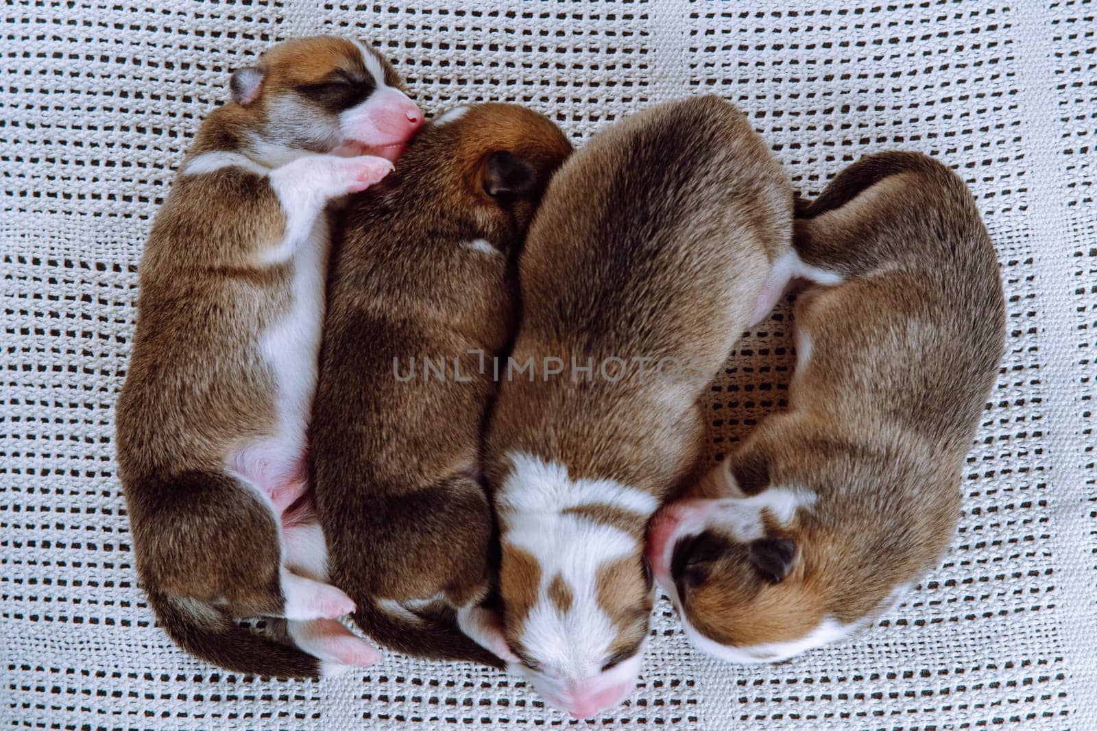 Top view of four well-fed two-month-old puppies of dog pembroke welsh corgi dreaming sleep lying in row on white cotton plaid. Pet love, pet care, dog breeding, veterinary clinic. Studio, soft focus.