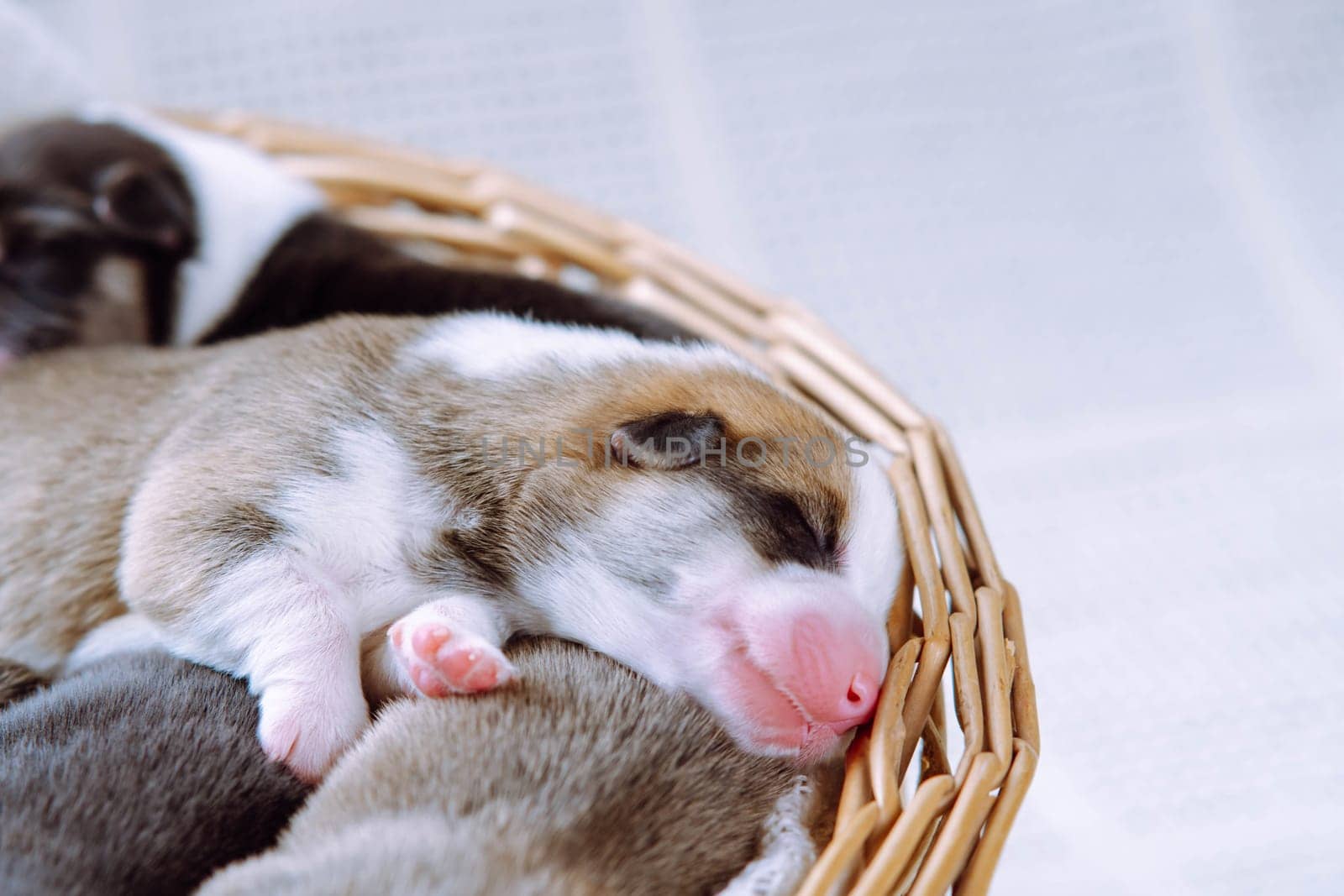 Portrait of several lovely two-month-old puppies of dog pembroke welsh corgi dreaming sleeping lying in different poses in wicker basket on white background. Pet love, pet care, dog breeding. Studio.