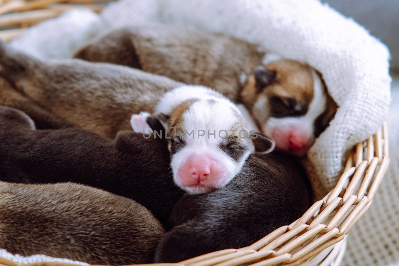 Close-up of several sweet two-month-old puppies of dog pembroke welsh corgi relaxing sleeping dreaming in different poses in wicker basket on white plaid. Pet love, pet care, dog breeding. Studio.